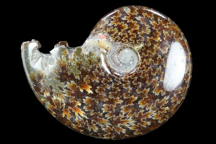 Polished, Agatized Ammonite (Cleoniceras) - Madagascar #117420